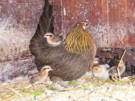 poussins et Phoenix.jpg (22 ko)